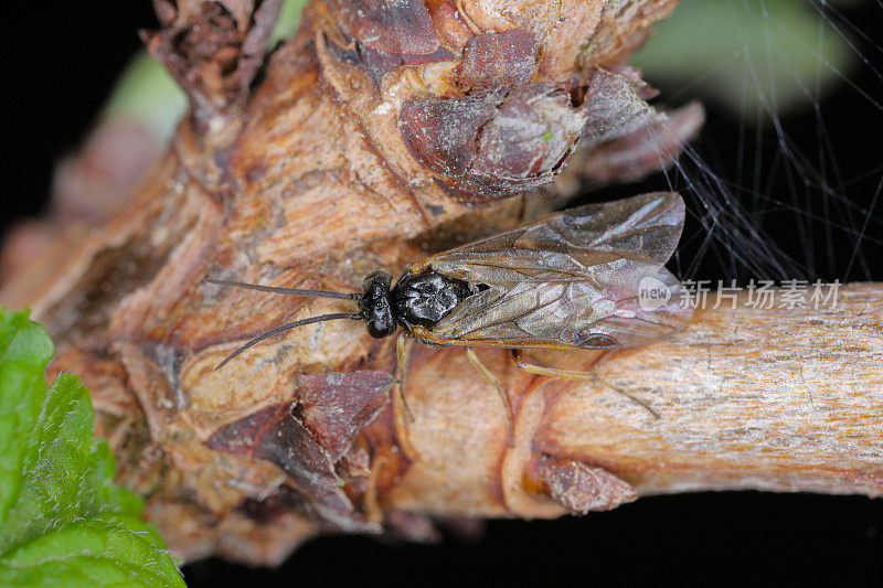 阿奎利亚锯蝇也叫耧斗菜锯蝇Pristiphora rufipes。花园和栽培种植园中醋栗和醋栗的常见害虫。